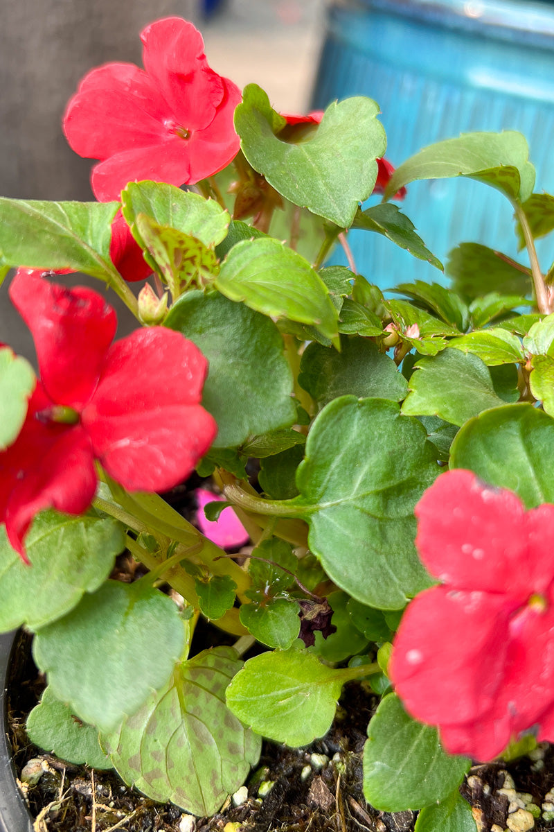 Impatiens, Imara Red