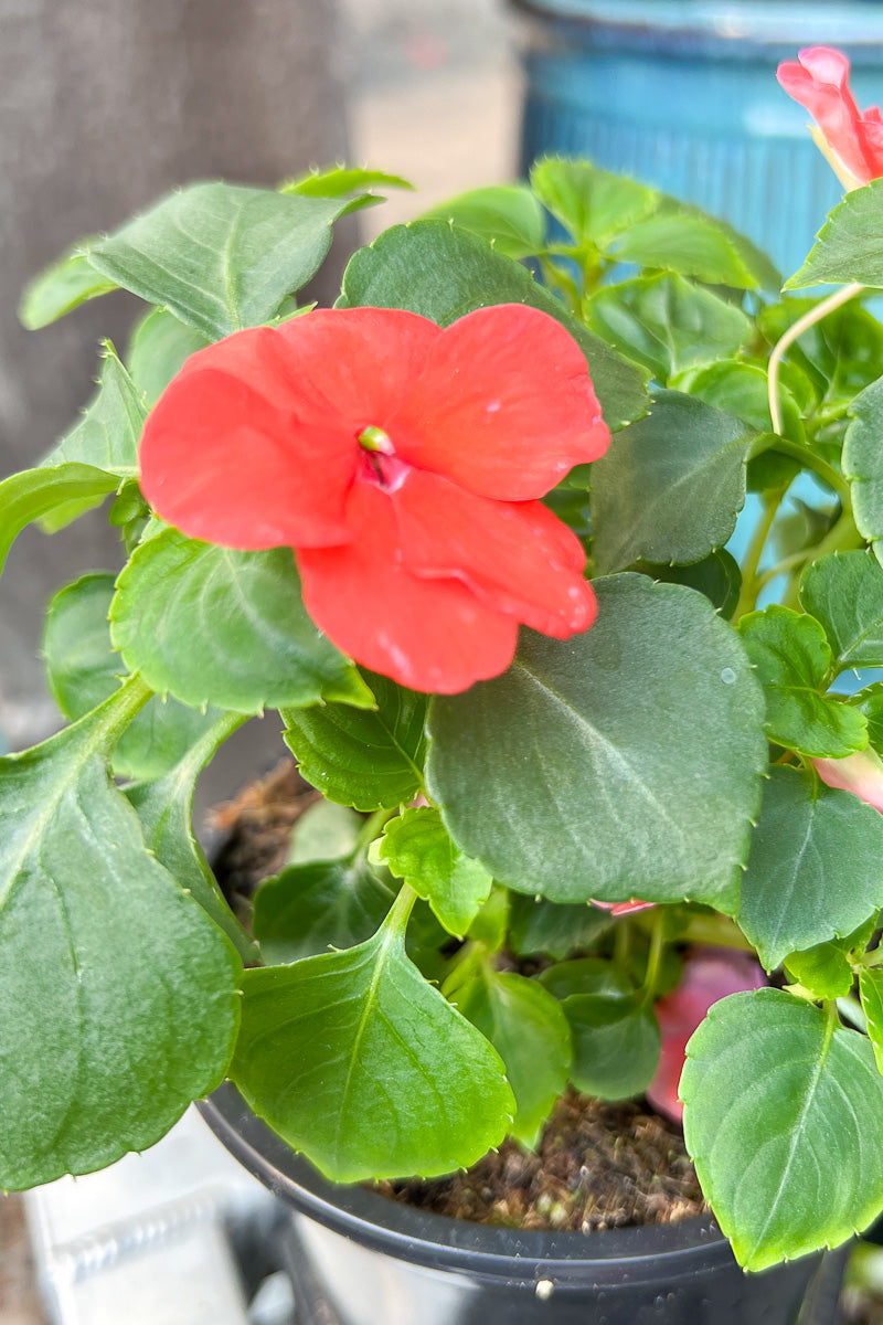 Impatiens, Imara Salmon