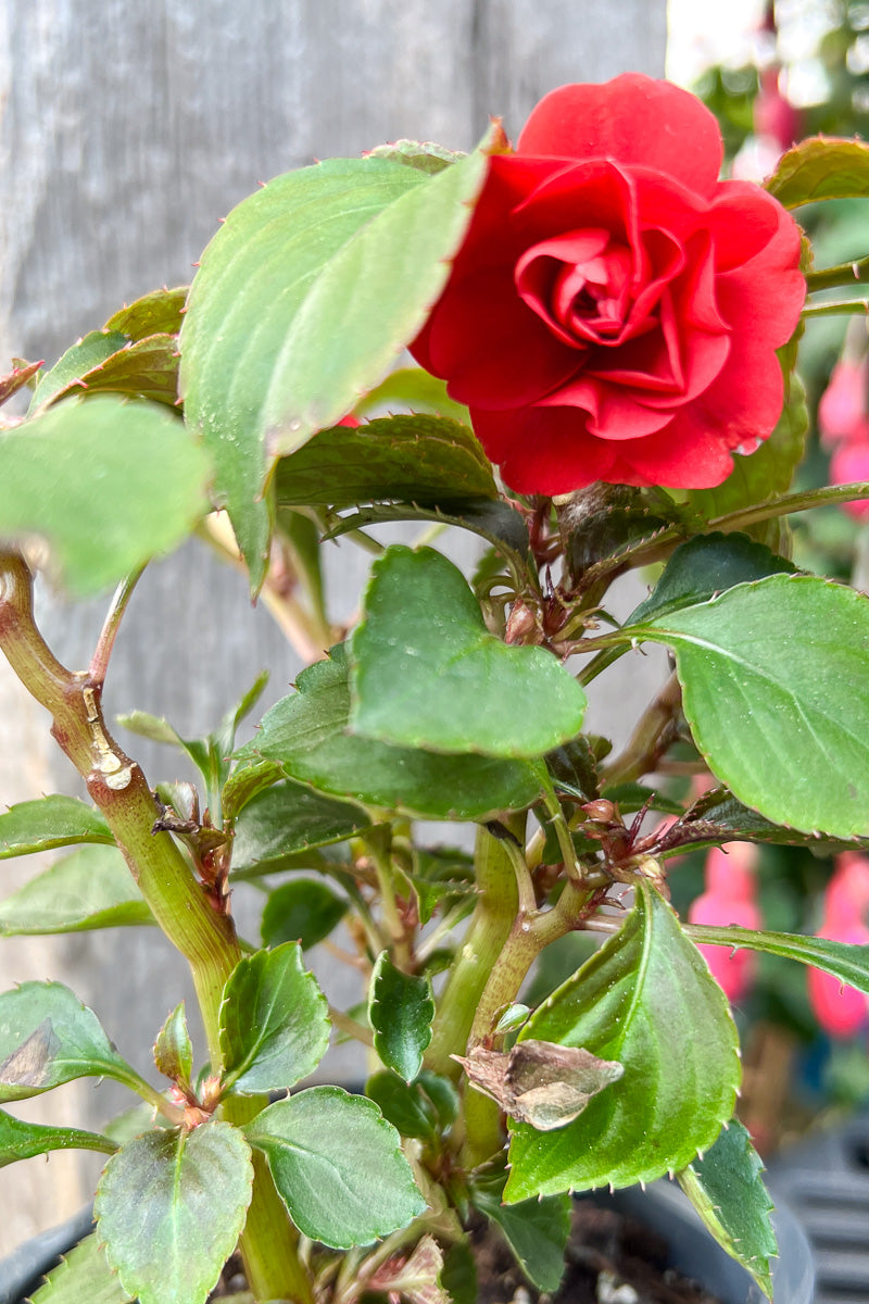 Impatiens, Double Dark Red