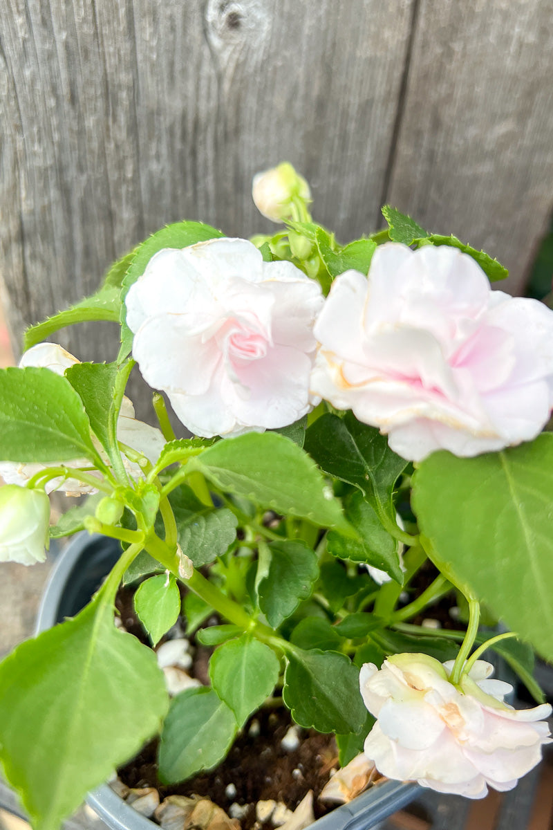 Impatiens Double Appleblossom