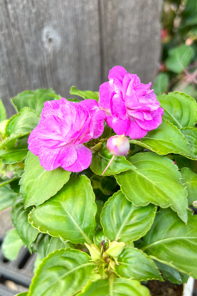 Impatiens Rockapulco Wisteria