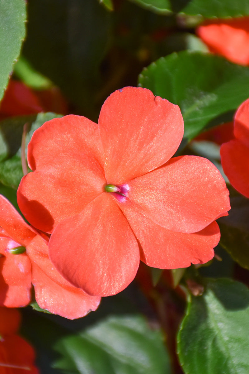 Impatiens, Imara Coral