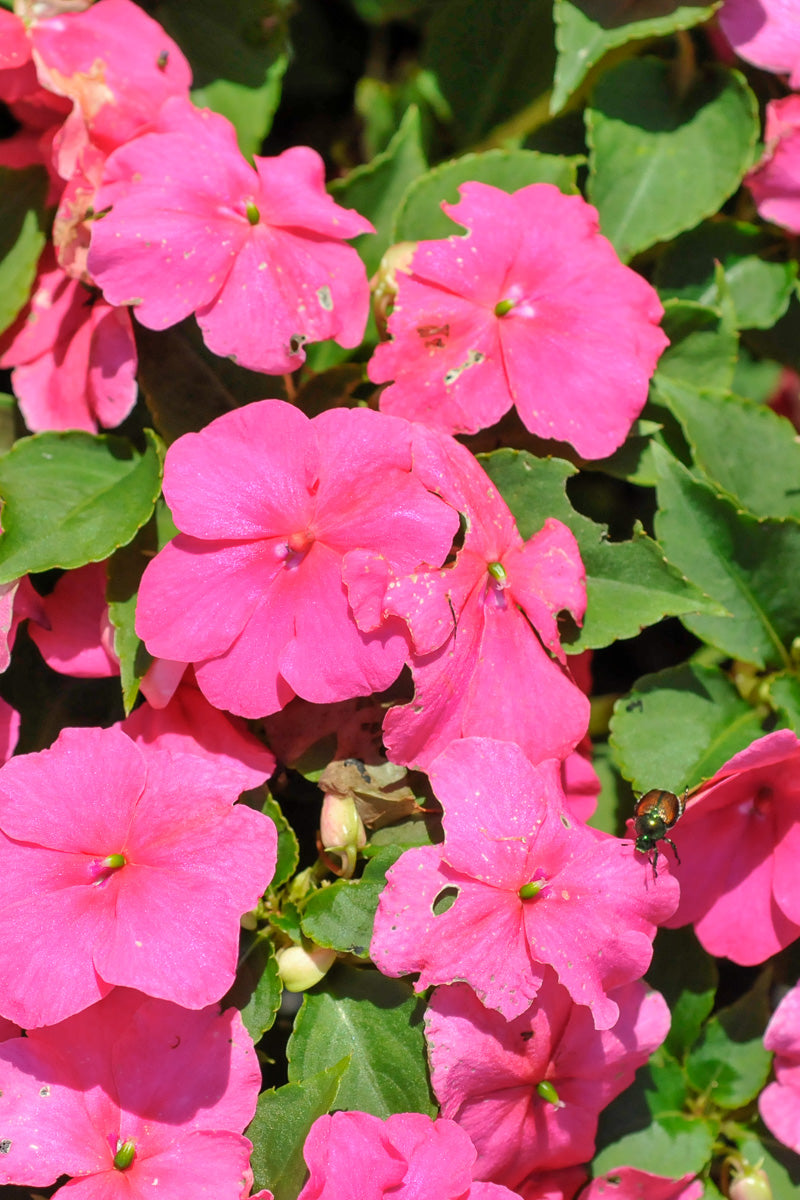 Impatiens Beacon Rose