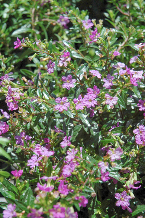 Mexican Heather | Purple | 4"