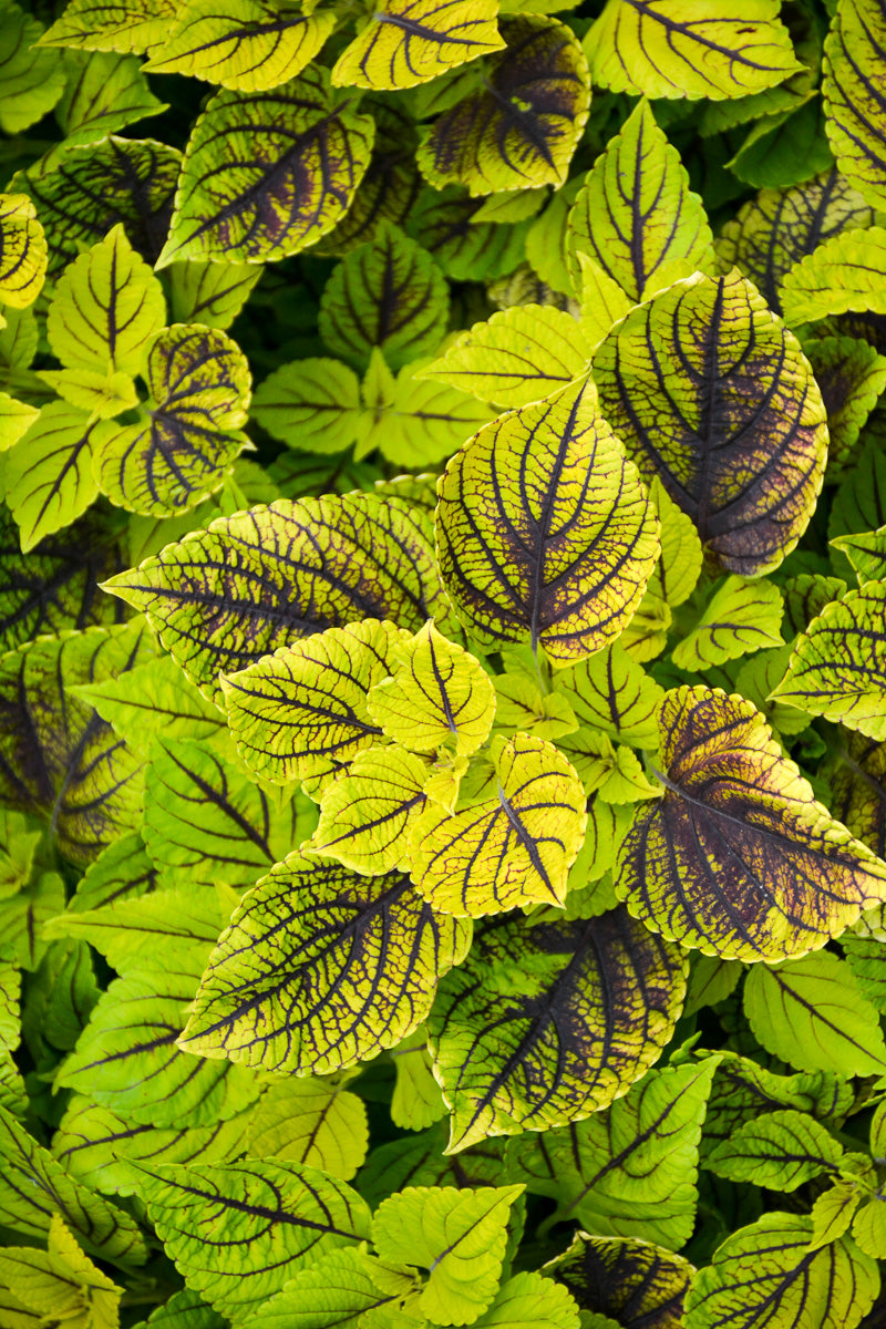 Coleus, Gays Delight