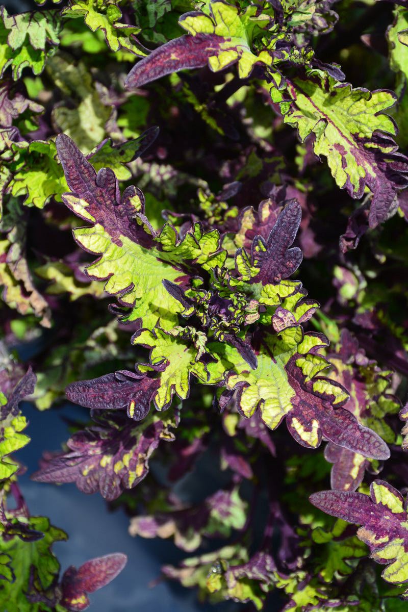Coleus, Rodeo Drive