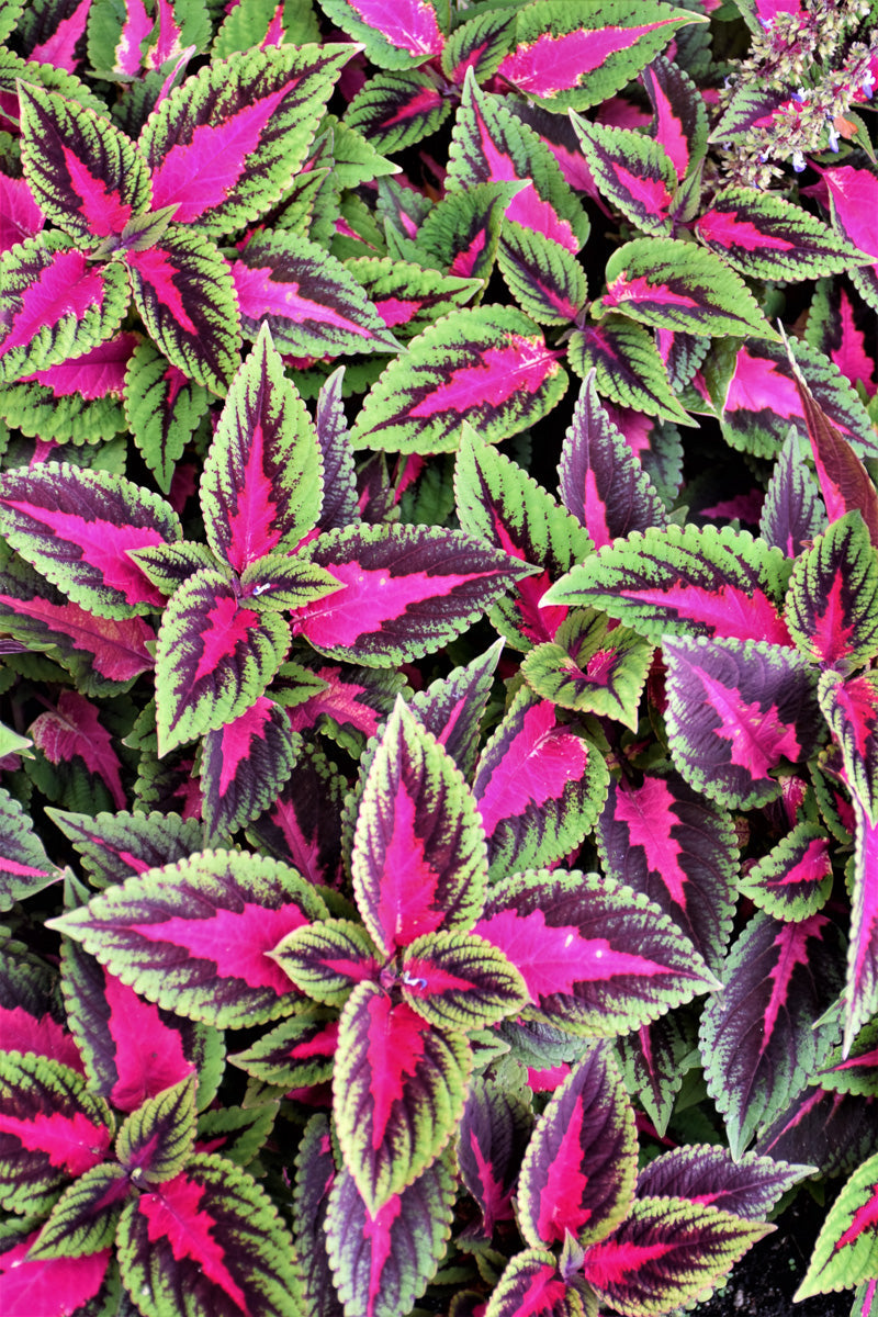 Coleus, Ruby Road