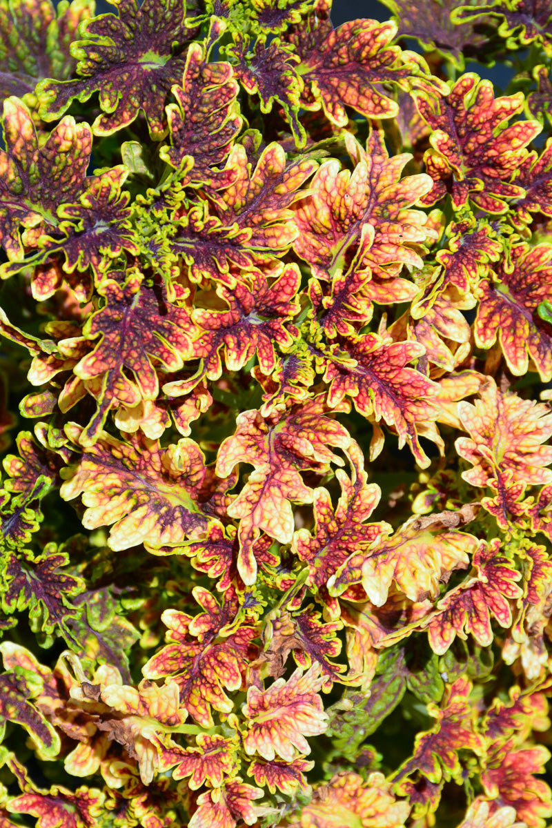 Coleus Under The Sea Copper