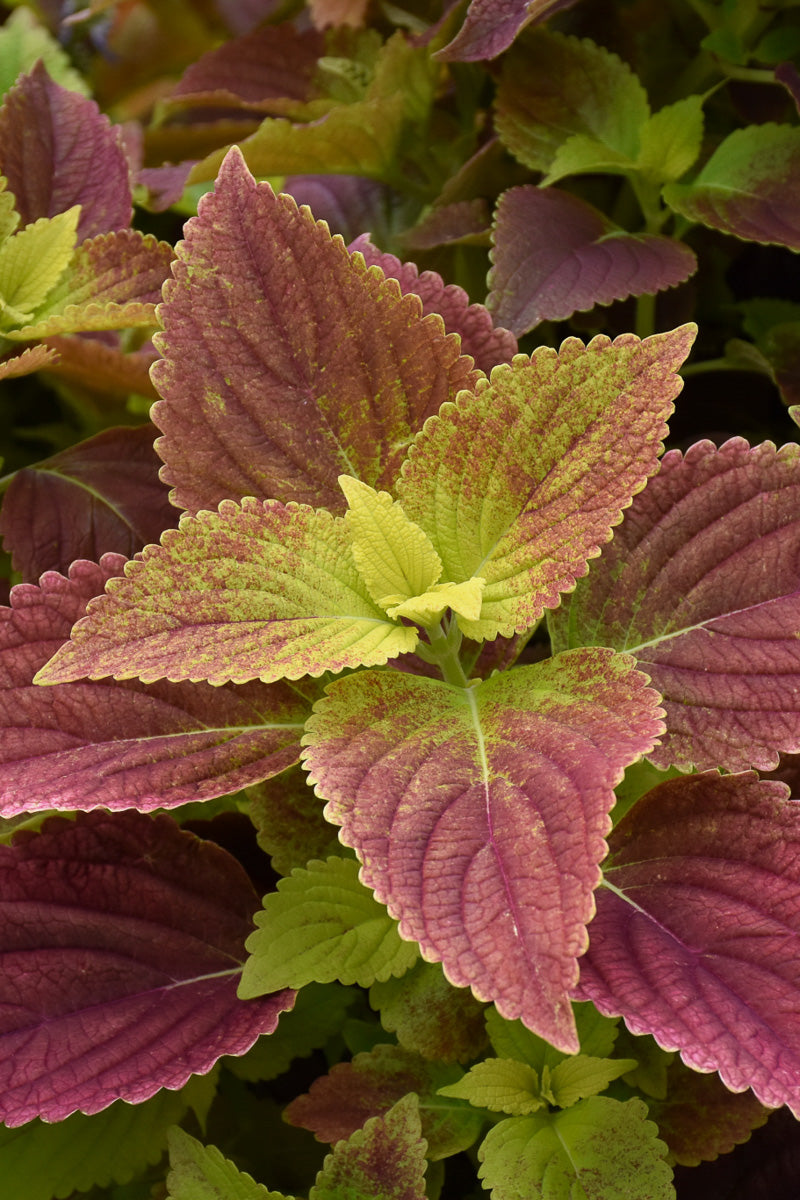 Coleus, Alabama Sunset