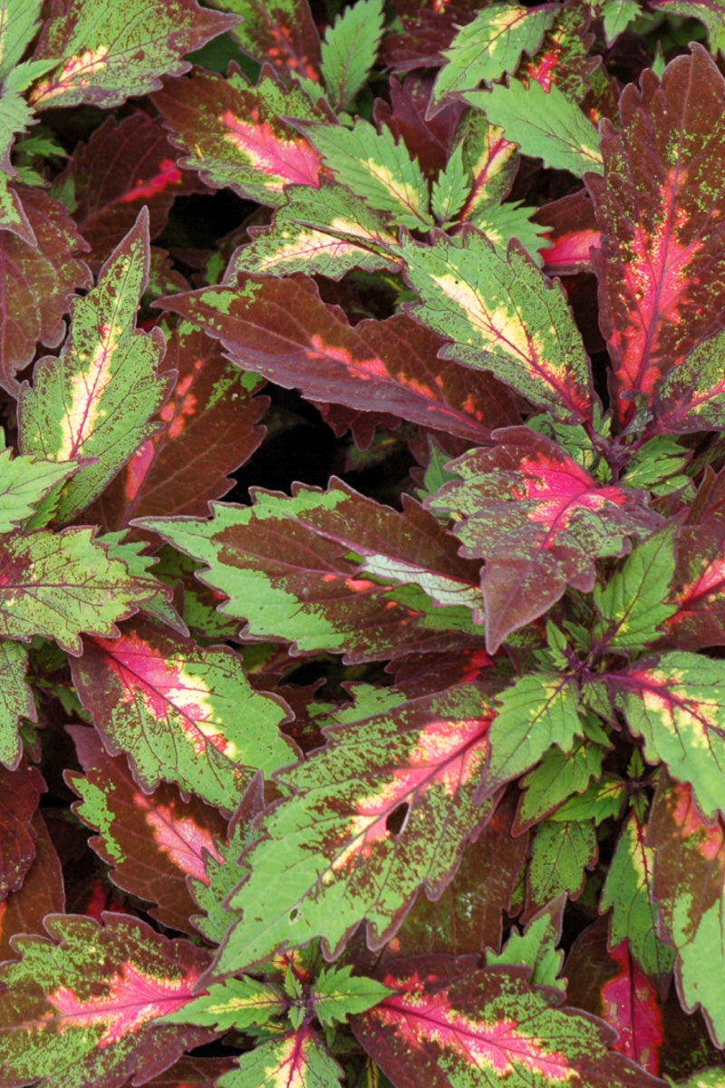 Coleus Special Effects