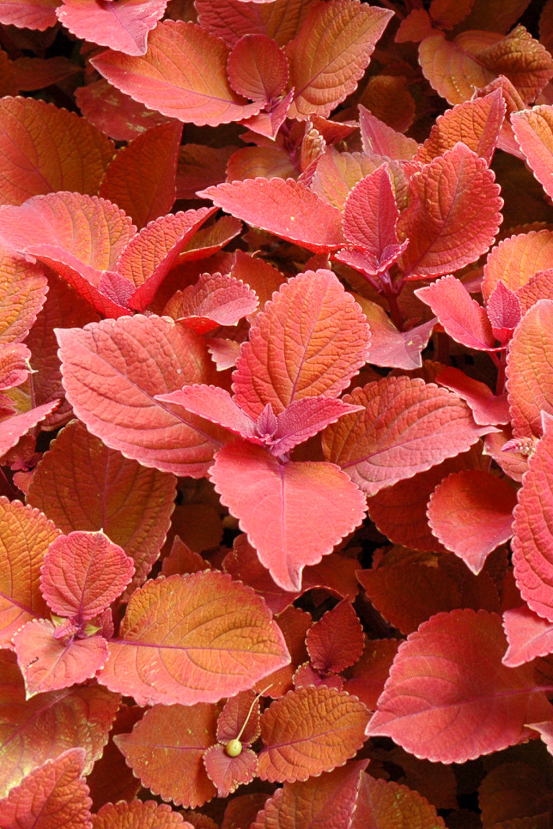 Coleus, Campfire