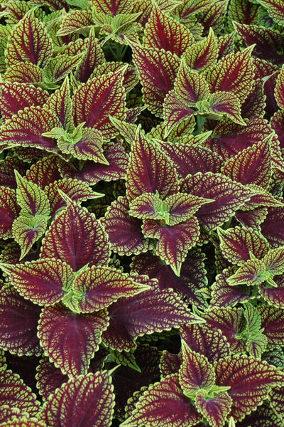 Coleus Coleosaurus