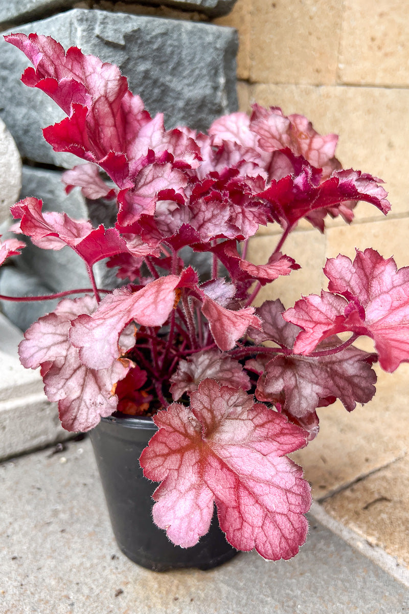 Coral Bells, Magma