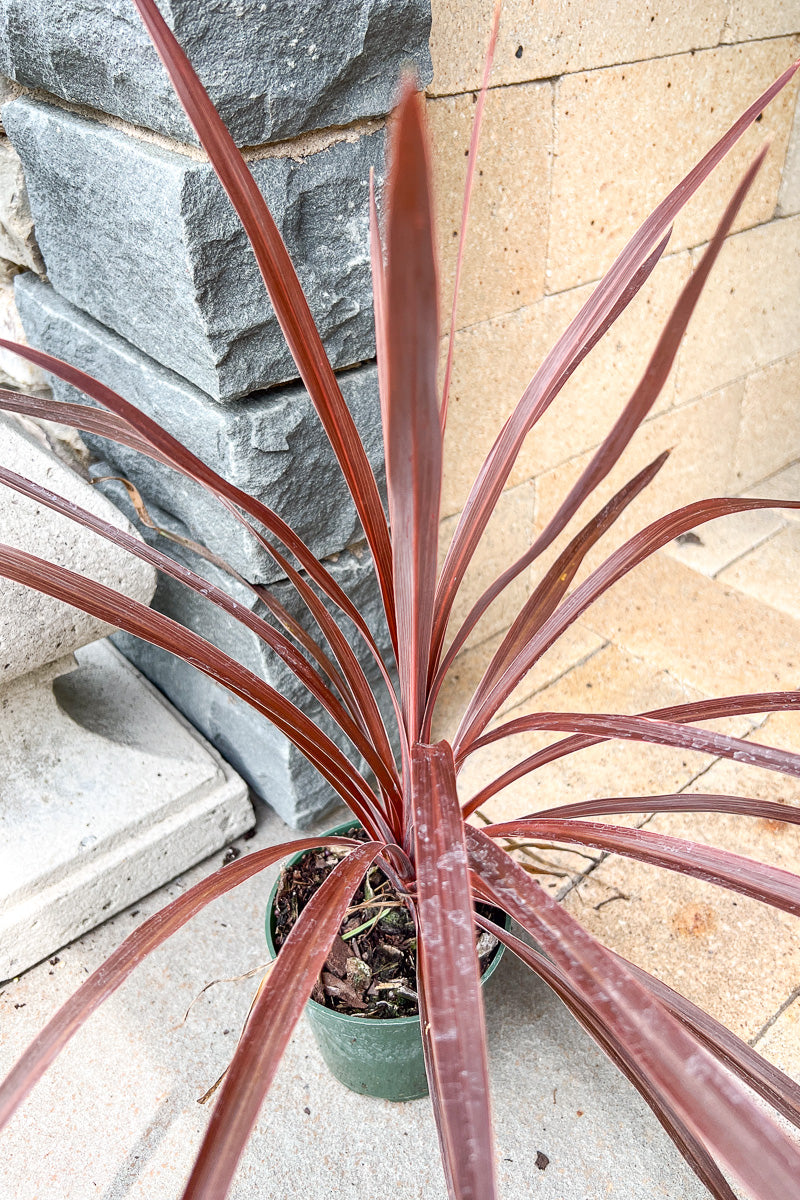 Dracaena, Spike Red