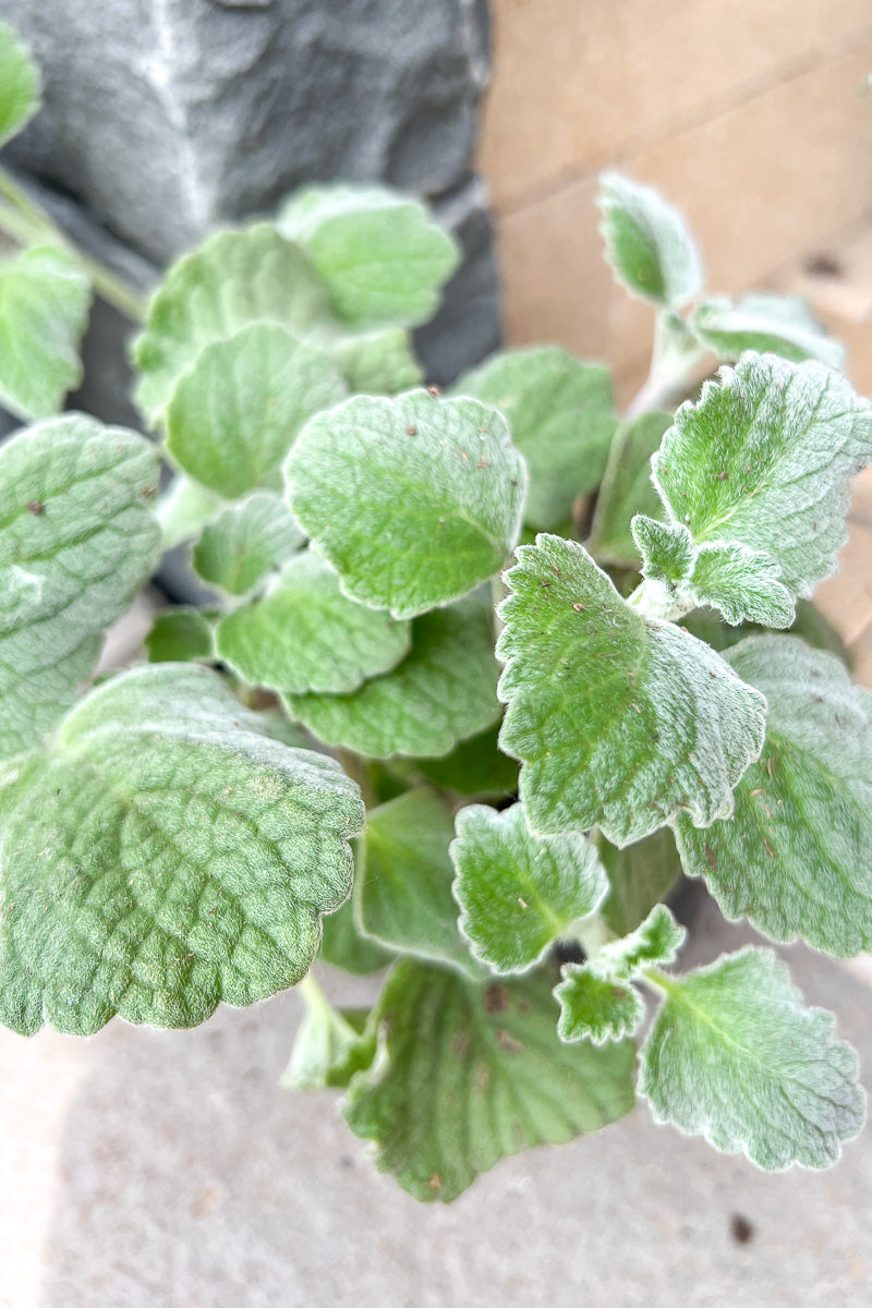 Plectranthus Swedish Ivy