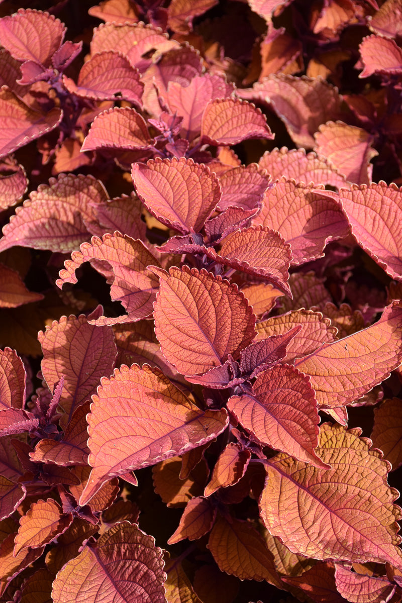 Coleus Wall Street