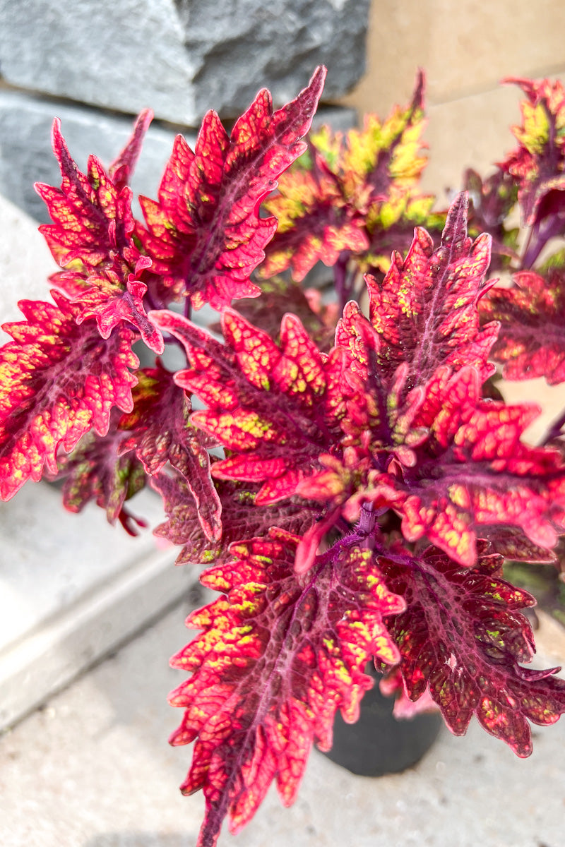 Coleus Under The Sea Barrac