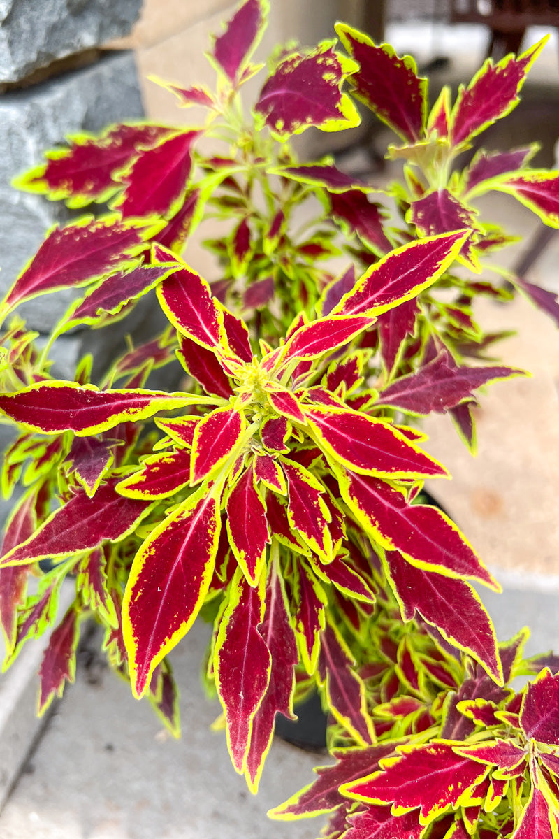 Coleus Flame Serrano