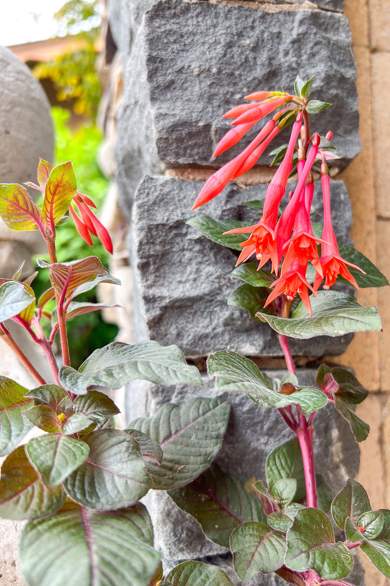 Fuchsia Gardenmeister