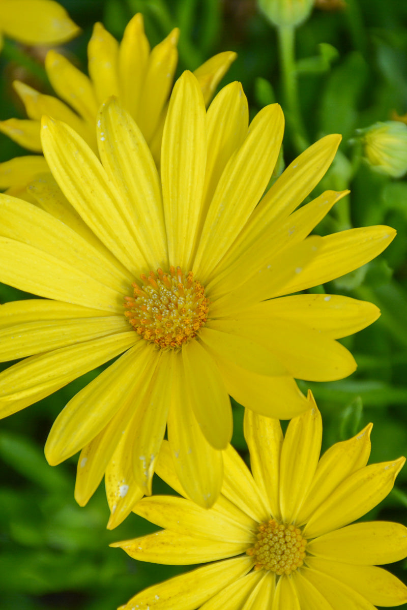 Osteospermum Glamour Yellow