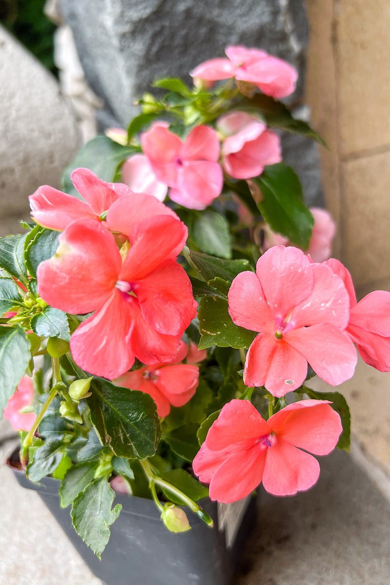 Impatiens Coral