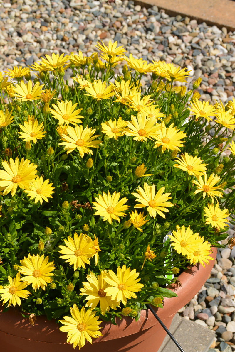 Osteospermum Glamour Yellow