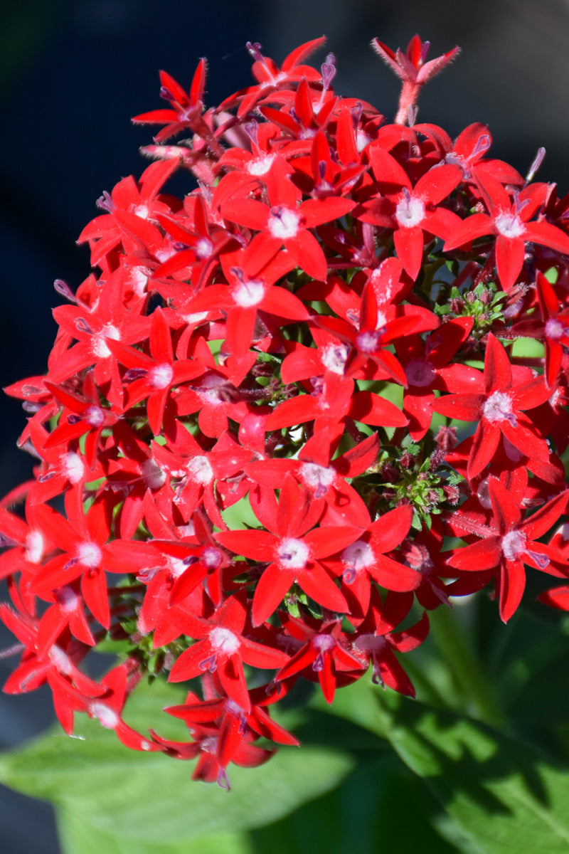 Pentas, Red