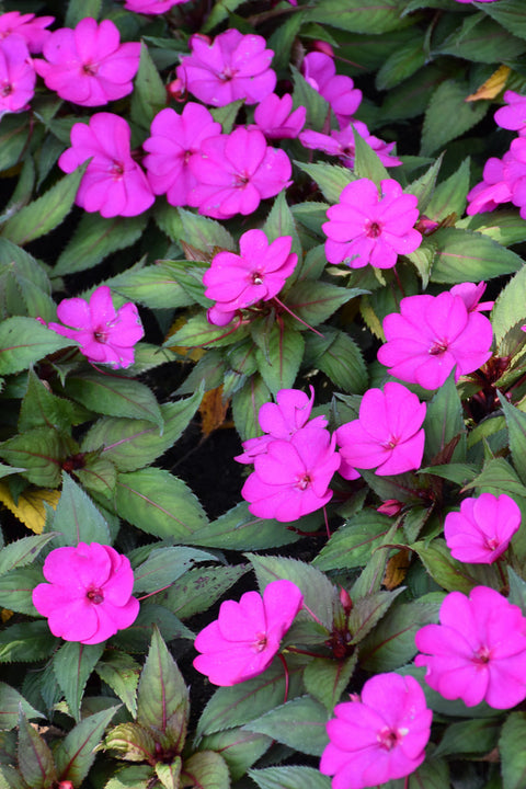 Impatiens Sun Purple