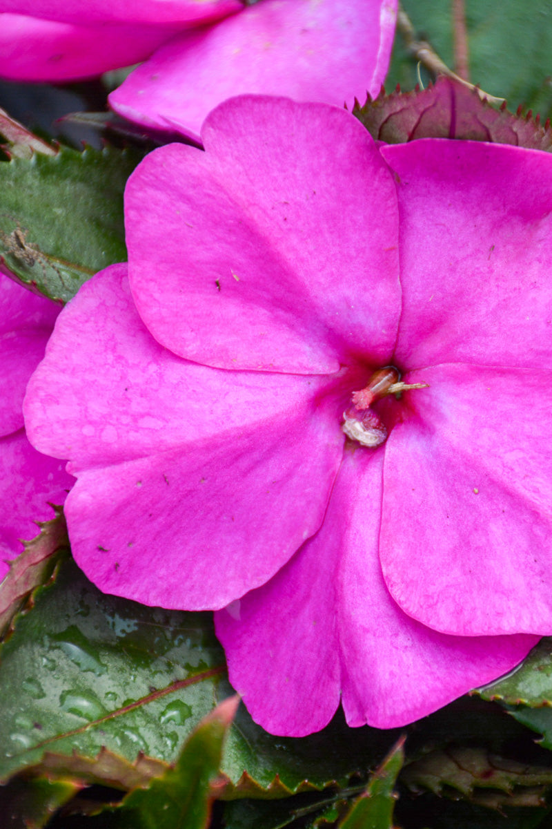 Impatiens Sun Purple