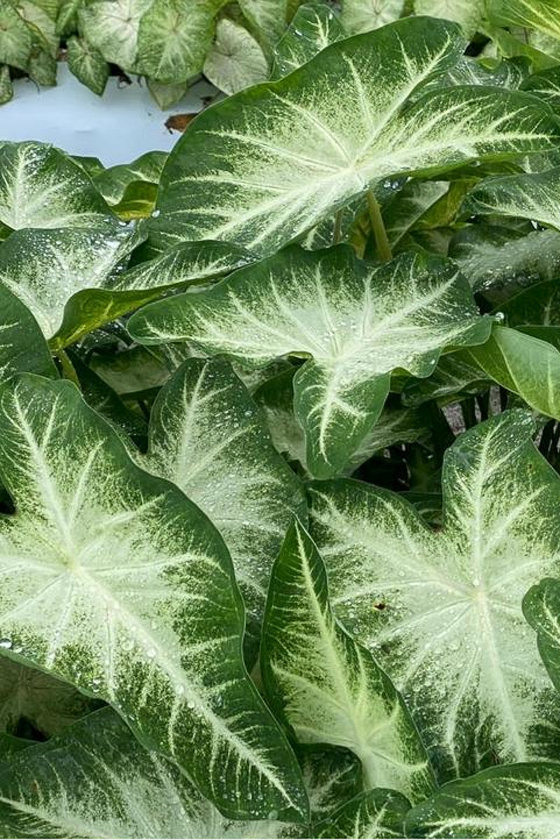 Caladium, Water's Edge