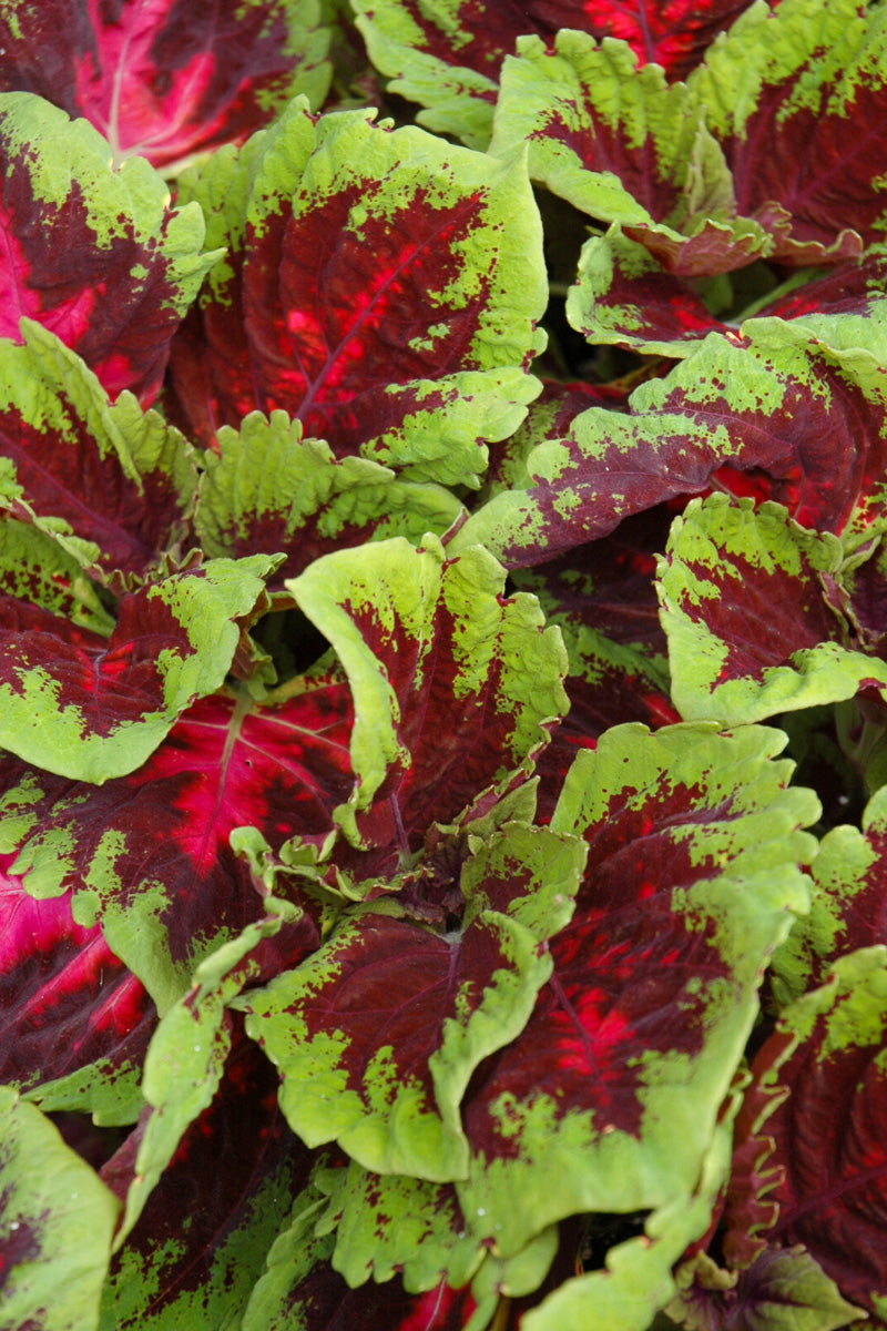 Coleus, Kong Rose