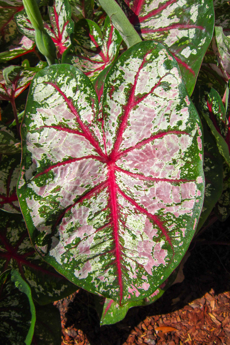 Caladium, Celebration