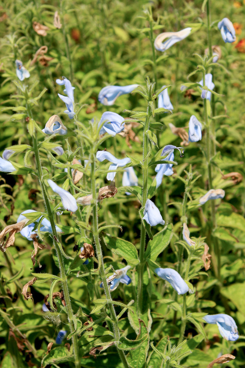 Salvia, Patio Sky Blue