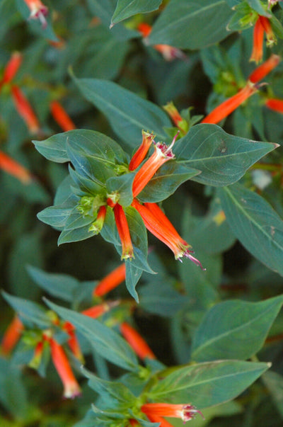 Firecracker Plant | Orange | 6"