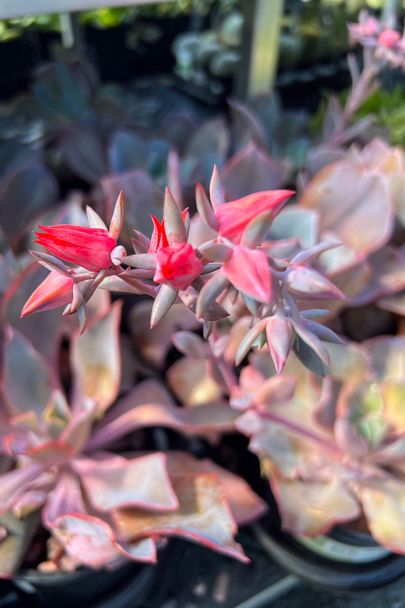 Echeveria Andromeda 1G