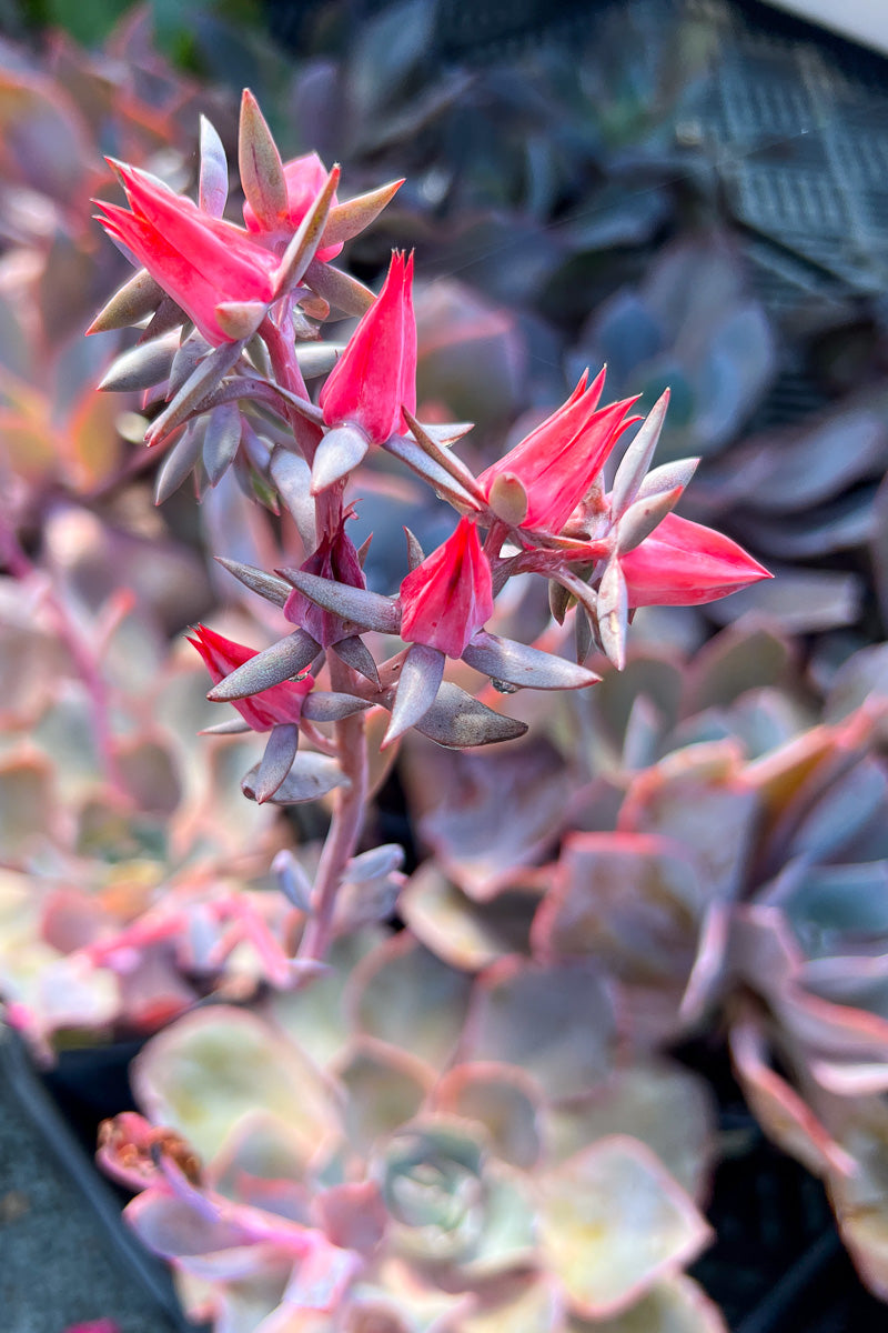 Echeveria Andromeda 1G