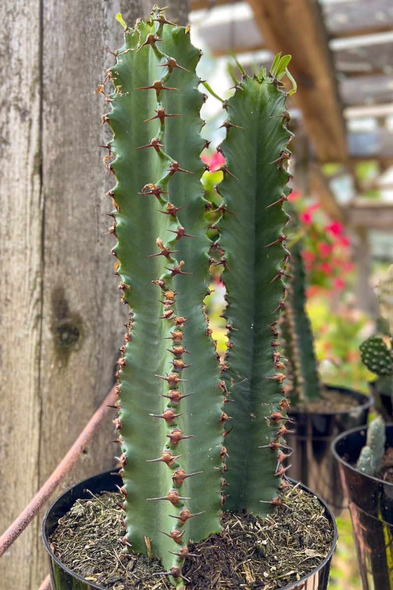 Chocolate Drop Cactus 8"