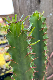 Euphorbia | Chocolate Drop | 8"