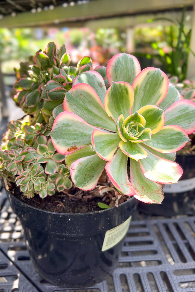 Aeonium, Sunburst Cristata 8"