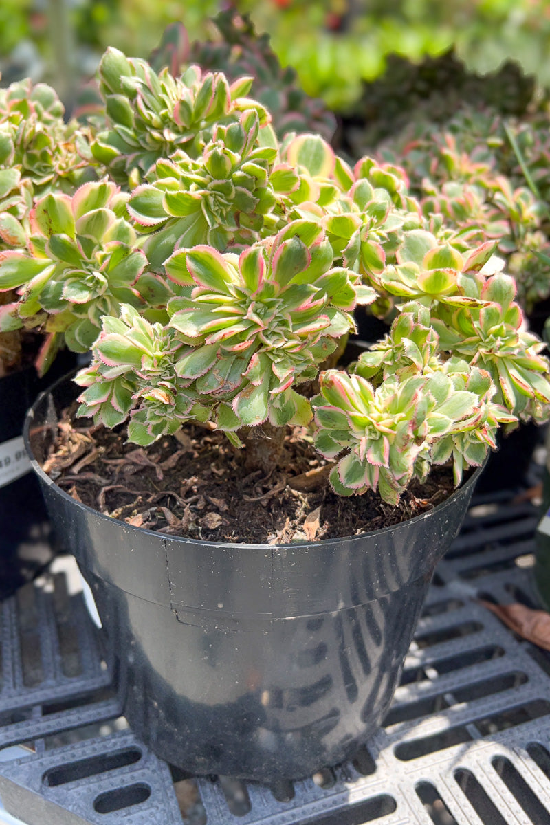 Aeonium, Sunburst Cristata 8"