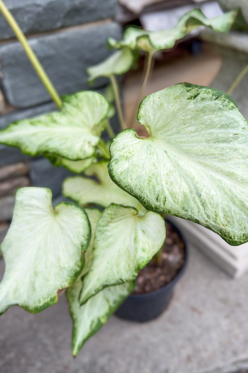 Caladium, White Pearl
