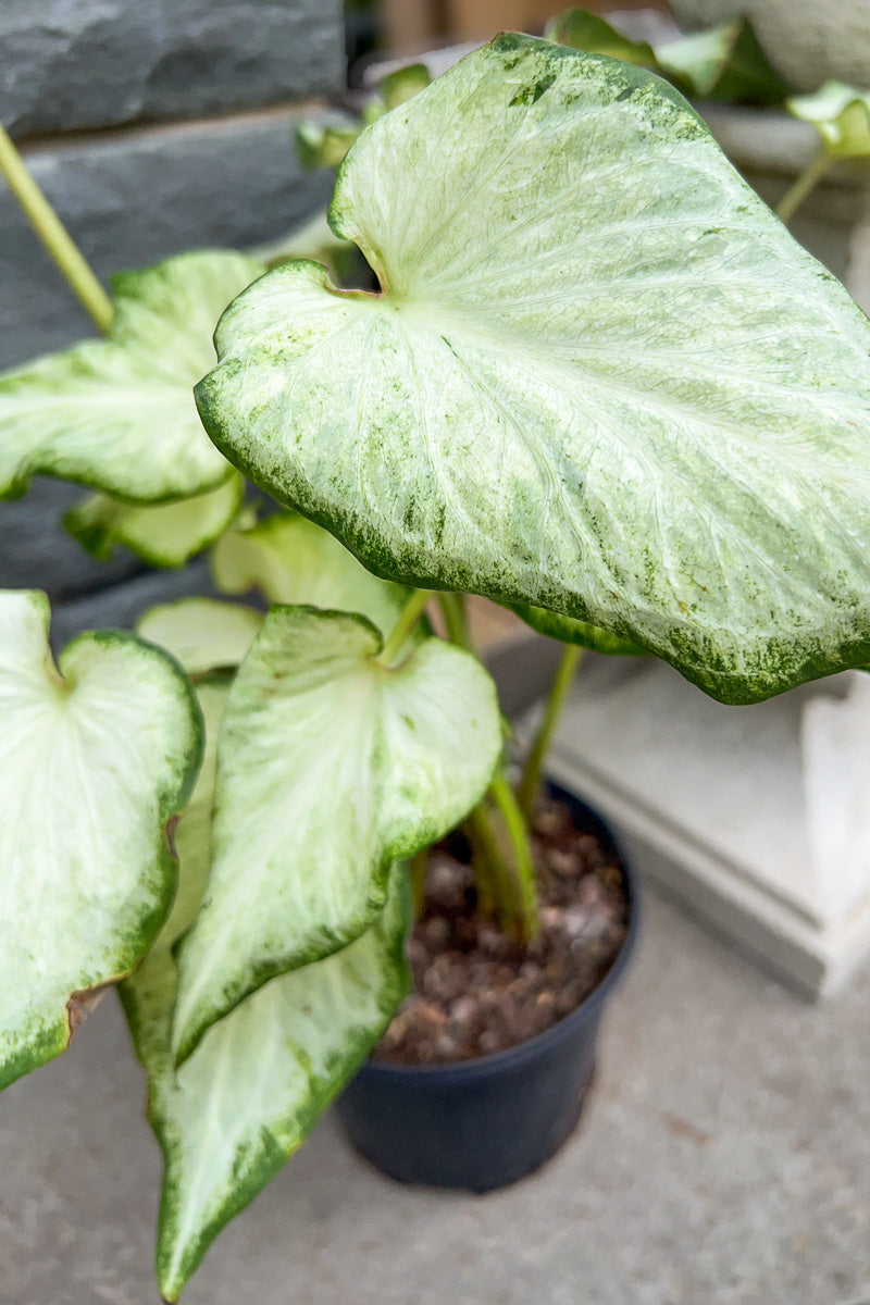 Caladium, White Pearl