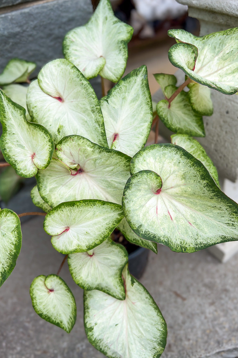Caladium, White Delight
