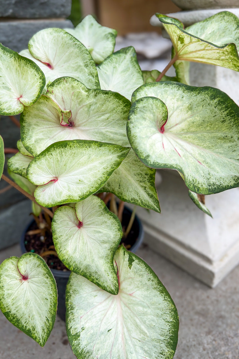 Caladium, White Delight