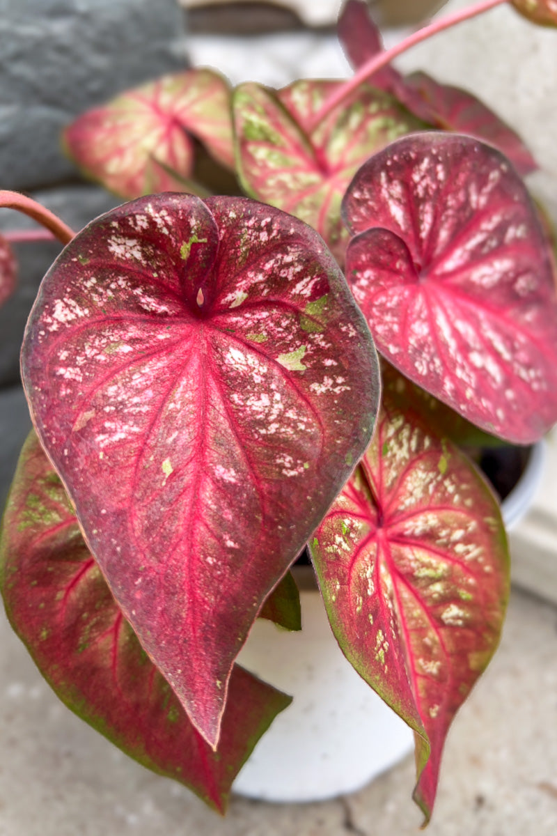 Caladium, Xplosion