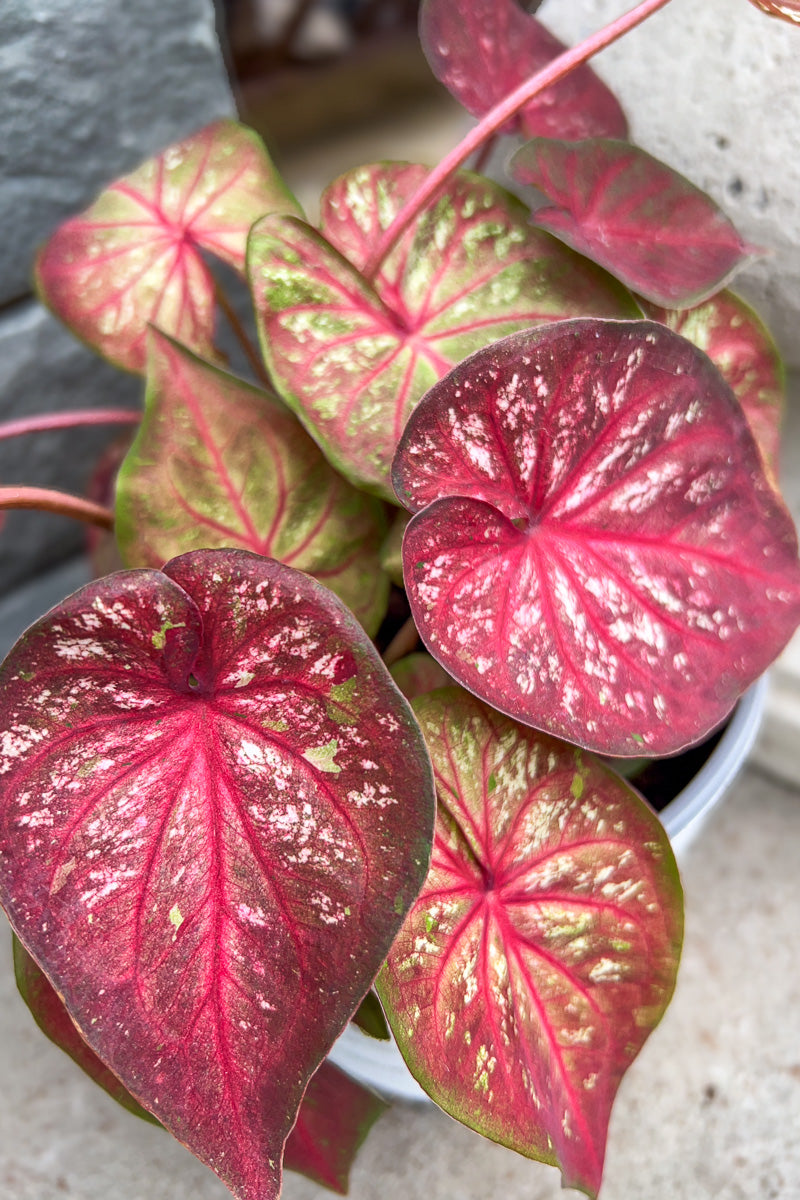 Caladium, Xplosion