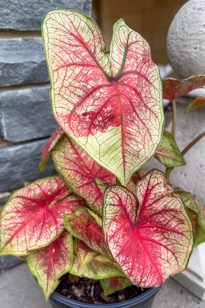 Caladium, Southern Charm