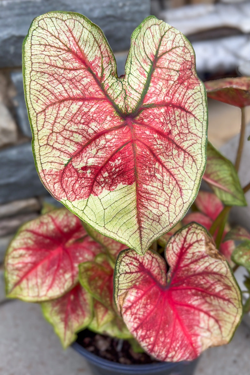 Caladium, Southern Charm – Chalet