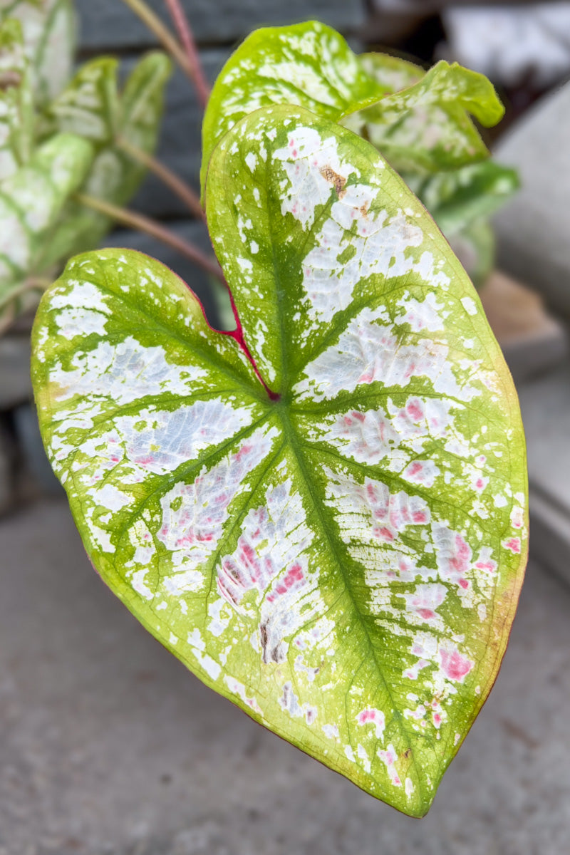 Caladium, Monument