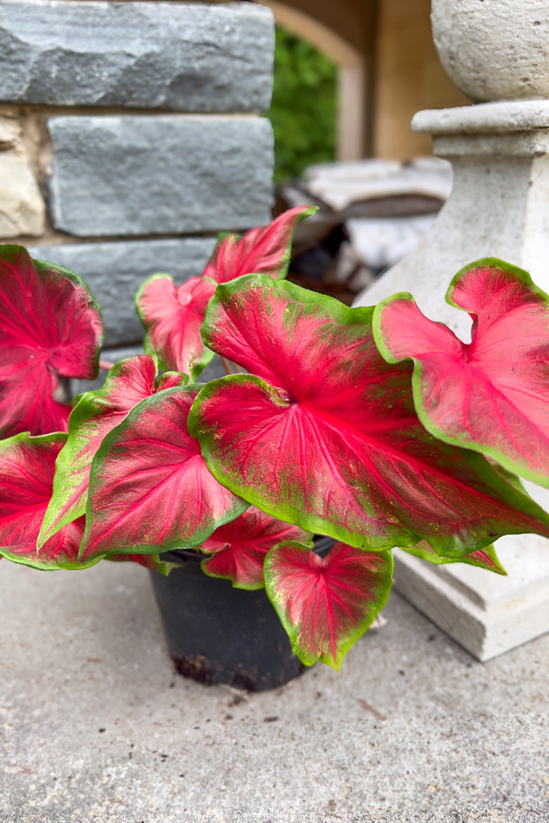 Caladium, Rosemary